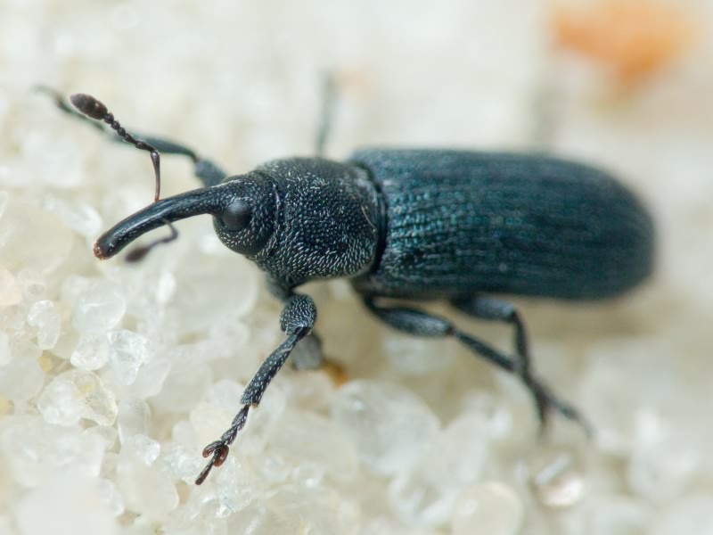 Mecinus Germar, 1821